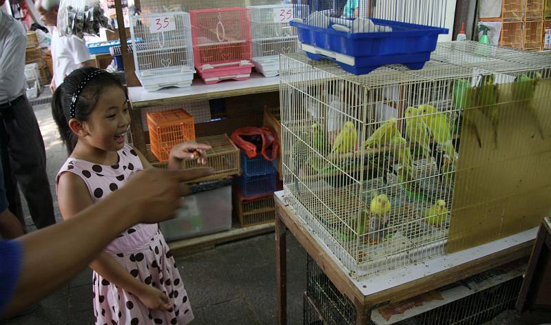 IMG_1259.jpg - kawloon bird market: also shopping, a whole street to buy singing birds for at home...